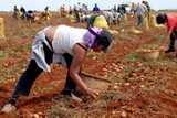 Trabajo voluntario